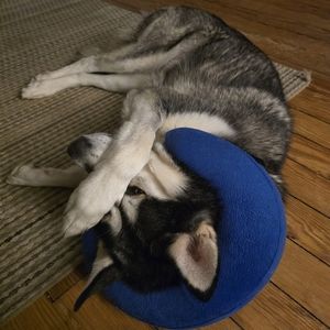 Meet your Posher, Billie